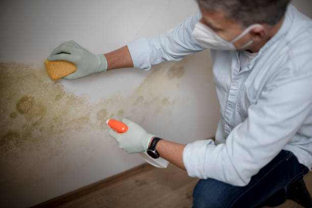 Best Emergency Mold Removal  in Cornish, ME