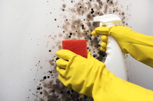 Best Professional Mold Removal  in Cornish, ME